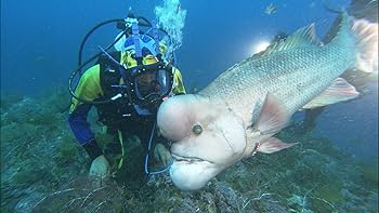 TBS どうぶつ超貴重映像コンプリート版 さかなクンと2度と見ることができない!?海のスギョ~イ!!生き物たち [DVD] 9jupf8b Amazon.co.jp: TBS どうぶつ超貴重映像コンプリート版 さかな